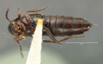 Media type: image;   Entomology 7300 Aspect: habitus ventral view
